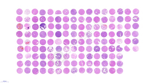 组织芯片扫描（白光）(图3)