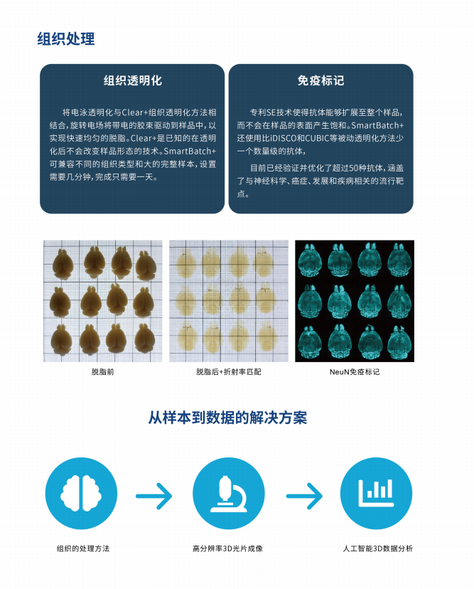 组织透明化和3D成像技术服务介绍！(图3)