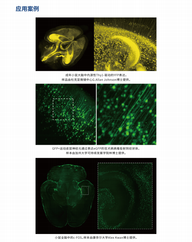 组织透明化和3D成像技术服务介绍！(图4)