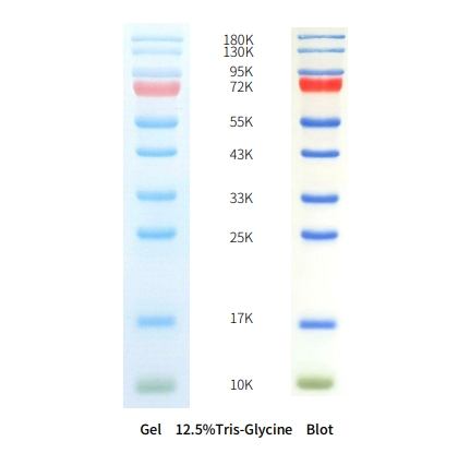 三色预染蛋白Marker（10-180KD）（AP13L052/AP13L053）(图1)