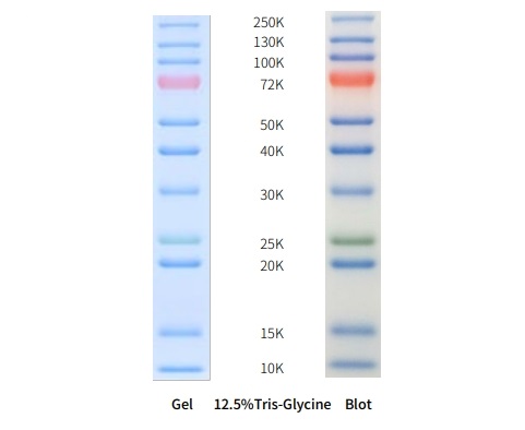 /ueditor/image/20240801/1722482234621426/1.png 三色预染蛋白Marker(10-250KD)(AP13L063/AP13L062)(图1)