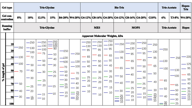 三色预染蛋白Marker(10-250KD)(AP13L063/AP13L062)(图2) 三色预染蛋白Marker(10-250KD)(AP13L063/AP13L062)(图2)