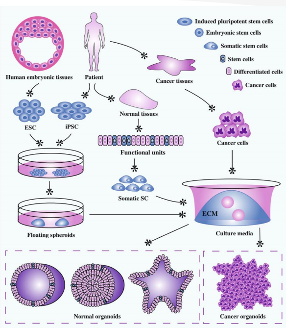 什么是类器官？类器官的详细介绍及应用(图1)