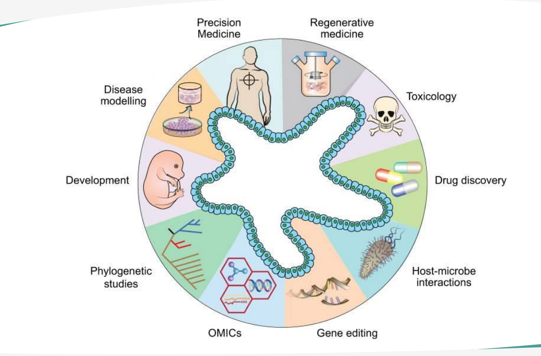 什么是类器官？类器官的详细介绍及应用(图3)