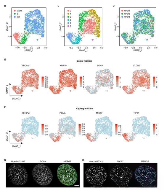 关于文献解读 -单细胞测序解析胰腺类器官模型!(图2) 1d855cfe80687f0549589f3e2df7123b.jpeg