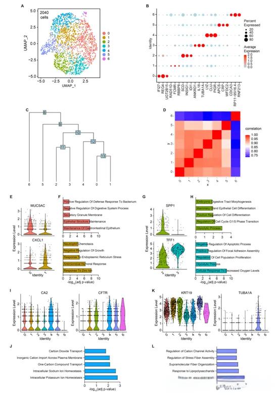 关于文献解读 -单细胞测序解析胰腺类器官模型!(图3) d27a25164f0f185c7c969a337a722bed.jpeg