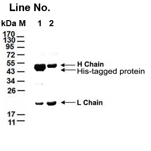 GNI4510-HS/ Anti-His tag Affinity Gel 一抗(图1)