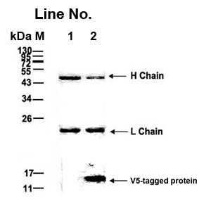 GNI4510-V5/ Anti-V5 Affinity Gel(图1)