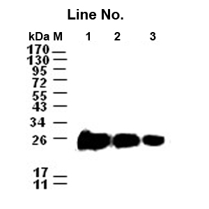 GNI4310-V5 /Anti-V5-HRP(图1)