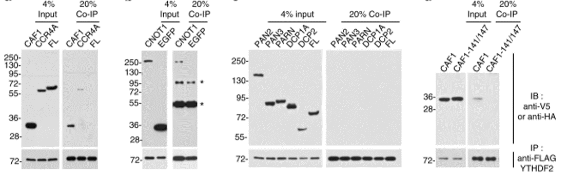 GNI4310-V5 /Anti-V5-HRP(图2)