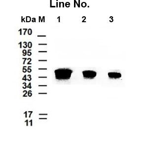 GNI4310-BT/Anti-β-Tubulin-HRP(图1)