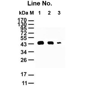 GNI4310-HS/Anti-His Tag-HRP(图1)