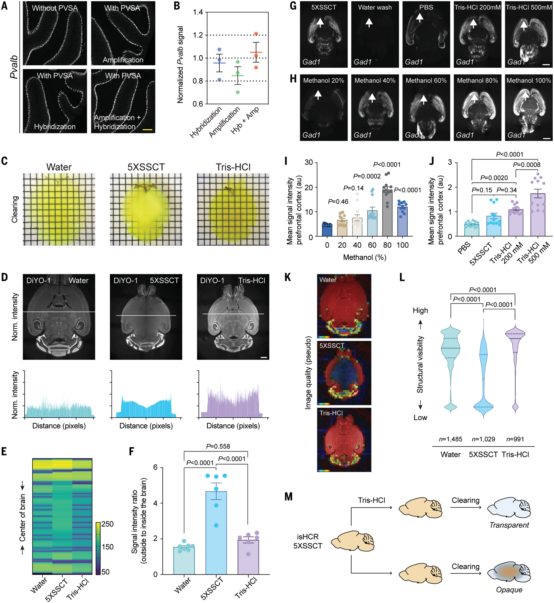 关于组织透明化结合原位杂交实现细胞分辨率全脑空间转录分析(图3) 图片
