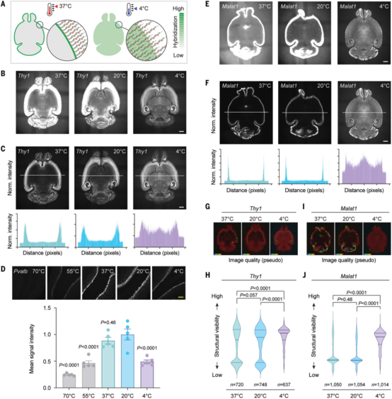 关于组织透明化结合原位杂交实现细胞分辨率全脑空间转录分析(图5) 图片