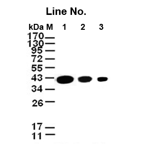 GNI4110-GA/Anti-γ-Actin Monoclonal Antibody(图1)