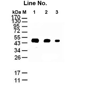 GNI4110-AT/Anti-α-Tubulin Monoclonal Antibody(图1)