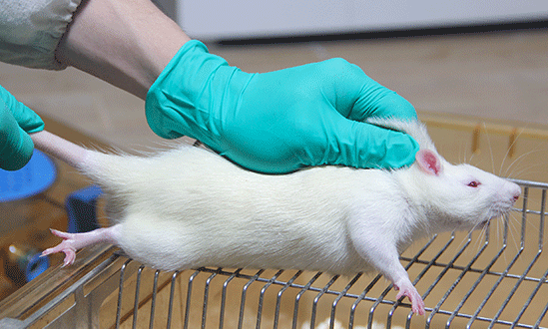 组织透明化成像技术:开启生命科学研究的全新视角(图1) -1191807073_688806938_-1609651915_副本.png