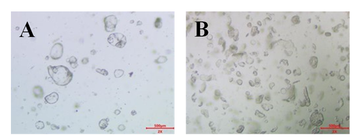 胃癌类器官培养基试剂盒( JFKR-GC-100-KIT/ JFKR-GC-500-KIT)(图3) 1742356874717.png