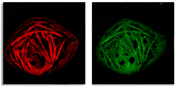 精准心肌研究解决方案——为心血管科研赋能(图1) 1743671485328.png