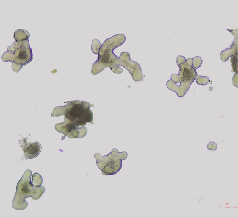 小鼠小肠类器官培养体系的优化:高/低出芽培养基的应用与选择策略(图1) 1-25032G3310EA_副本.png