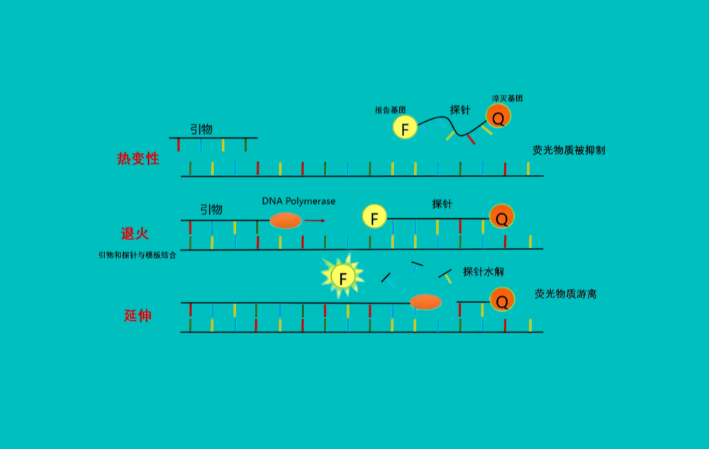 荧光定量PCR：基因相对表达量计算方法(图7)
