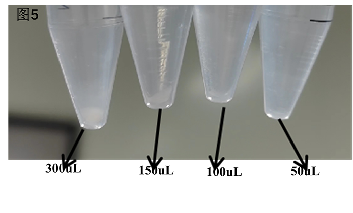 胎鼠小肠类器官培养基（JFKR-FMSI -100/JFKR-FMSI -500）(图8)