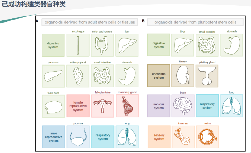 胃癌类器官培养基(JFKR-CRC-100/JFKR-CRC-500)(图4)