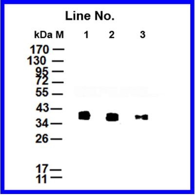GNI4110-S/Anti-S Tag Monoclona