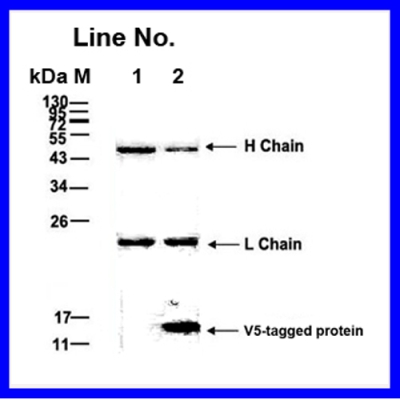 GNI4510-V5/  Anti-V5 Affinity 