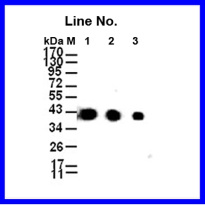 GNI4310-GA/  Anti-γ-Actin-HRP