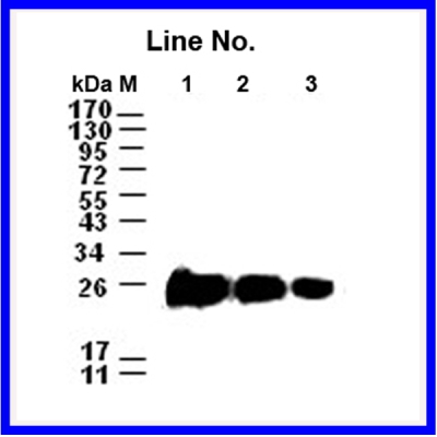 GNI4310-V5  /Anti-V5-HRP