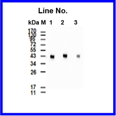 GNI4310-MP/Anti-MBP-HRP