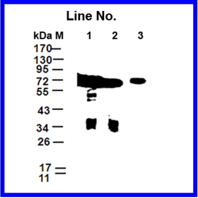 GNI4310-GP/Anti-GFP-HRP