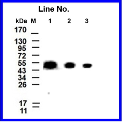 GNI4310-AT/Anti-α-Tubulin-HRP
