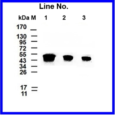 GNI4310-BT/Anti-β-Tubulin-HRP