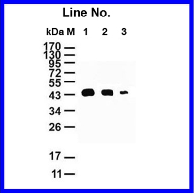 GNI4310-HS/Anti-His Tag-HRP
