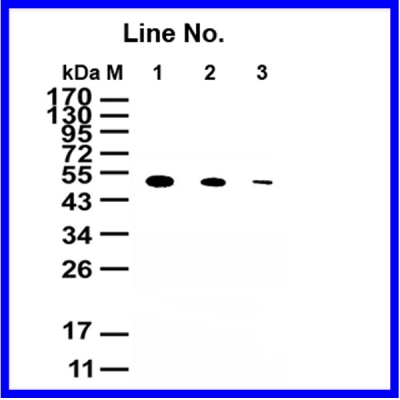 GNI4310-GT/Anti-GST-HRP