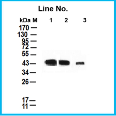 GNI9310-M/Goat-Anti-Mouse-HRP 