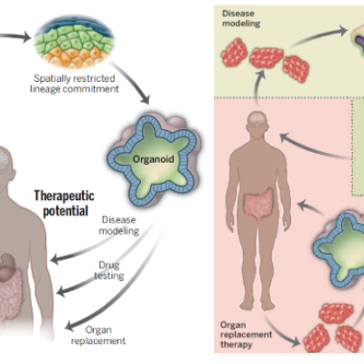 类器官——研究疾病的利器，再生医学的未来