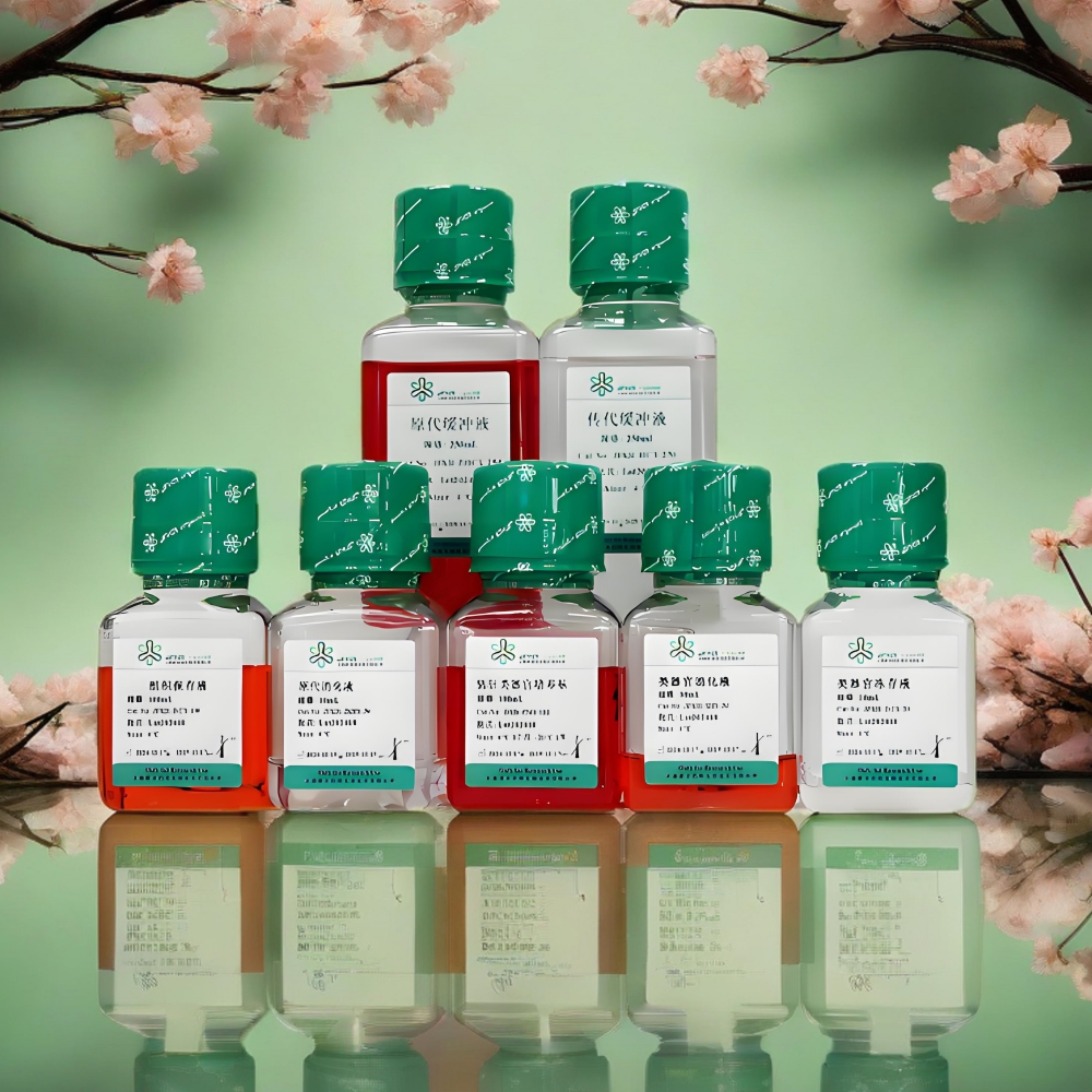 鼠子宫内膜类器官培养基试剂盒（JFKR-MEN-100-KI