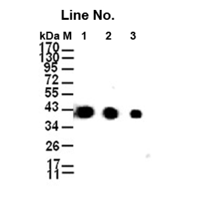 GNI4310-BA/Anti-β-Actin-HRP
