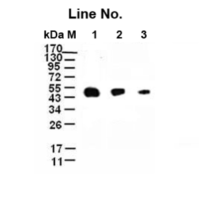 GNI4110-FG/Anti-Flag Monoclona