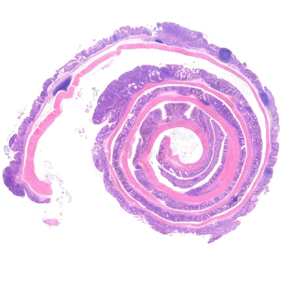 HE染色（组织形态）