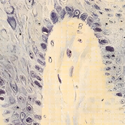 提供 软组织及脱钙骨病理 技术服务