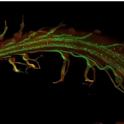 三维透明化成像：解锁组织深层奥秘