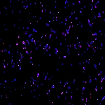 Edu染色（细胞增殖检测）