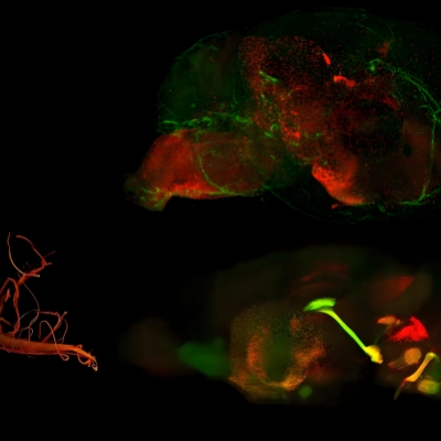 小鼠组织透明化及三维成像技术服务