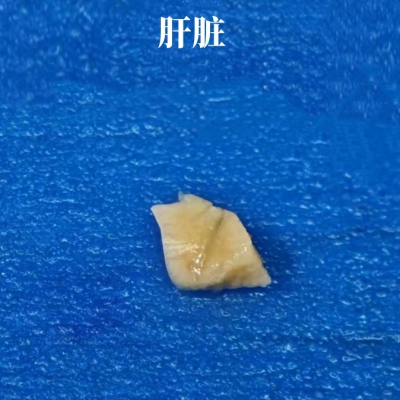 提供石蜡防脱切片/特殊位置切片技术服务