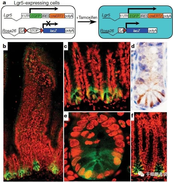 类器官——研究疾病的利器，再生医学的未来(图3)