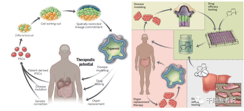 类器官——研究疾病的利器，再生医学的未来(图5)